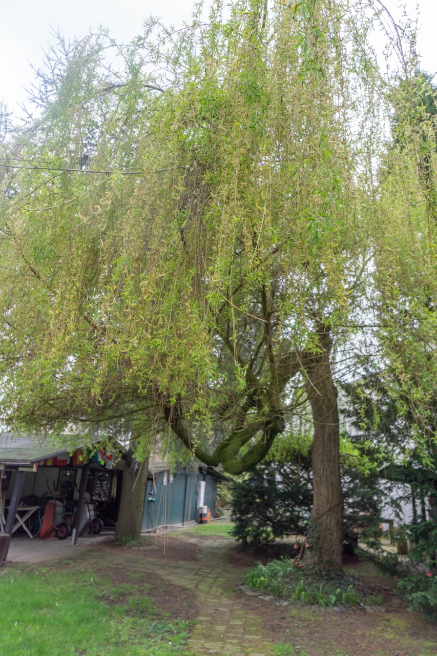 Baumbestand im Park Zweifamilienhaus D�sseldorf